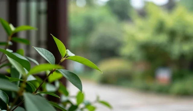 电商运营中如何选择合适的小程序开发方案？